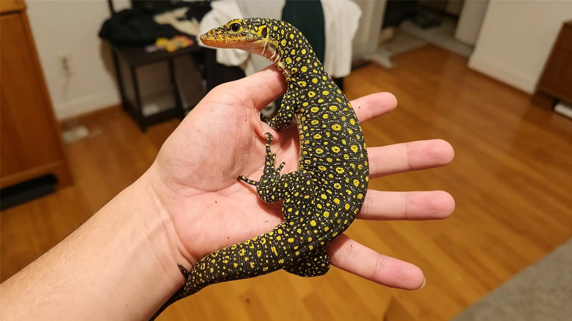 Juvenile monitor lizard with yellow spots resting on human hand