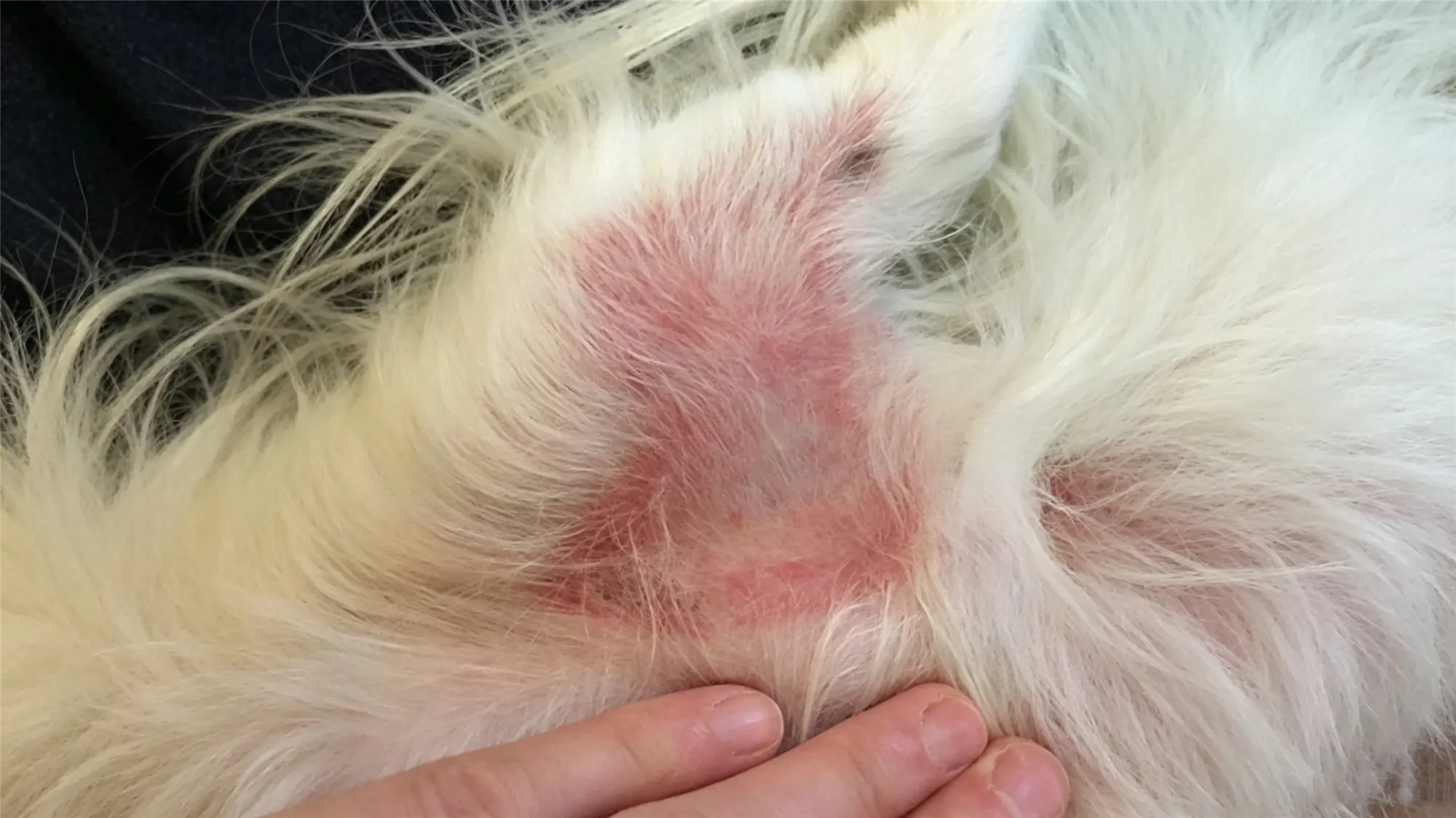 Close-up of red inflamed skin rash on white haired dog requiring dermatitis treatment