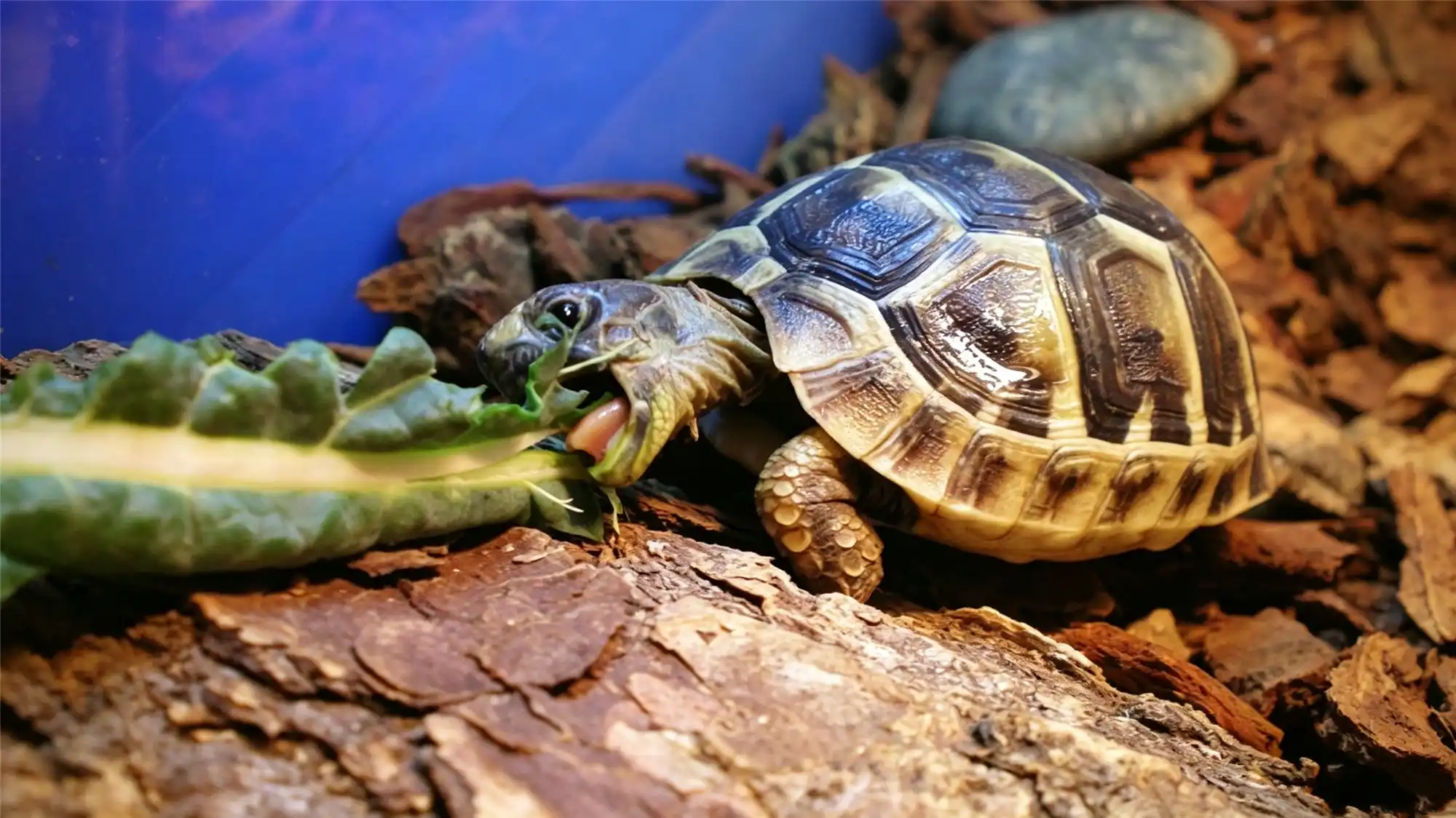 Tortoise eating leafy greens and vegetables in captivity