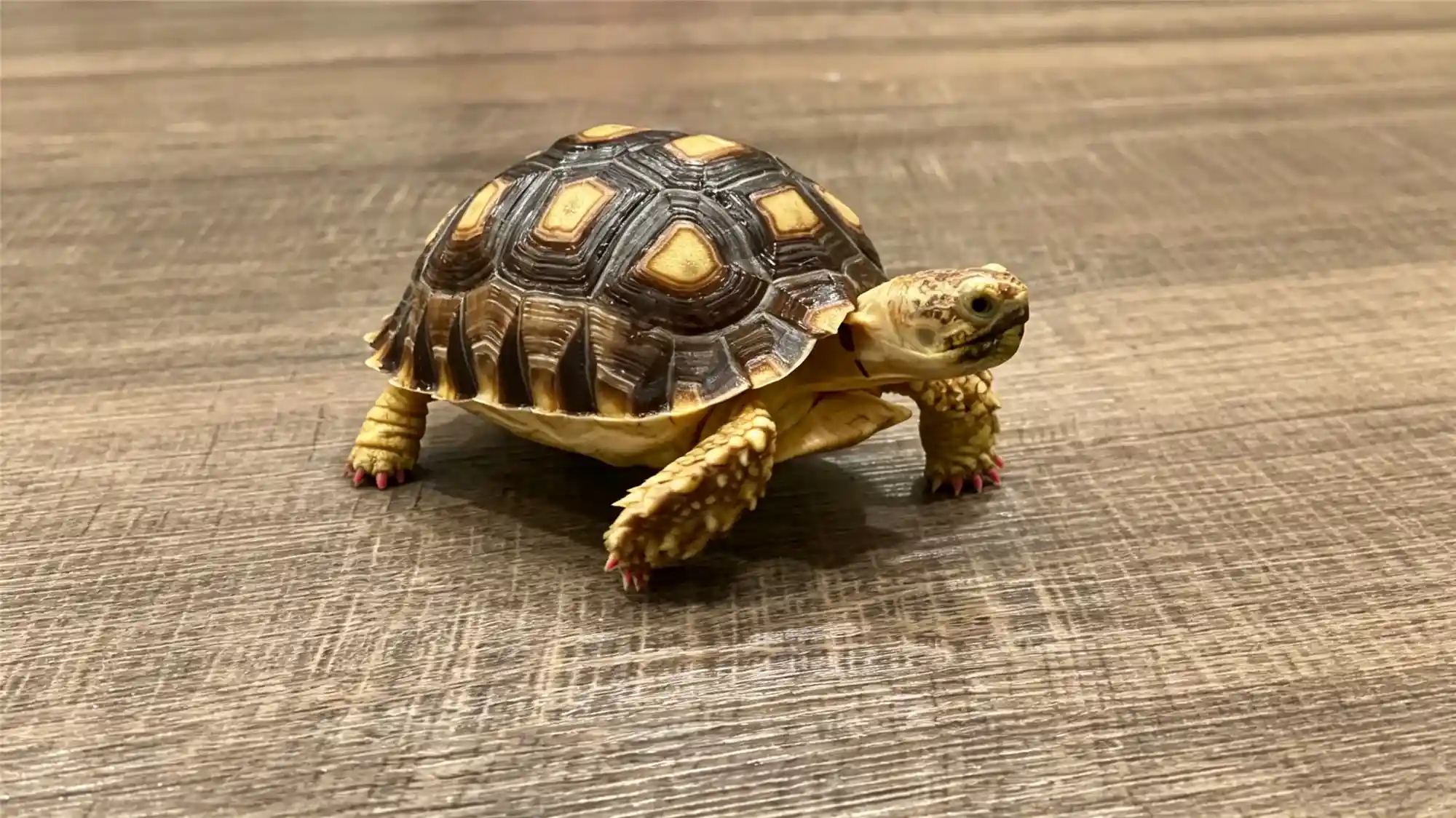 Healthy young tortoise showing smooth shell and bright eyes