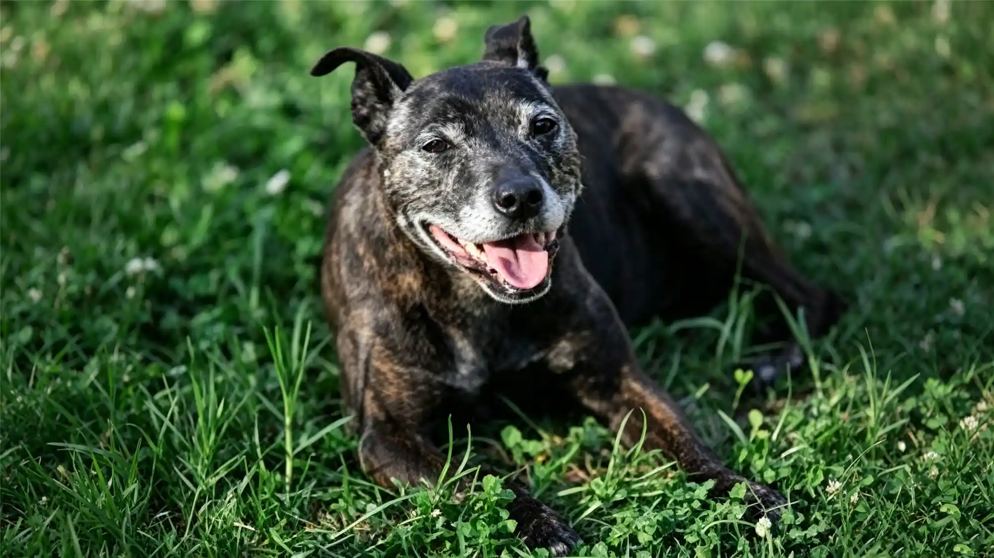 Happy senior black dog relaxing on green grass