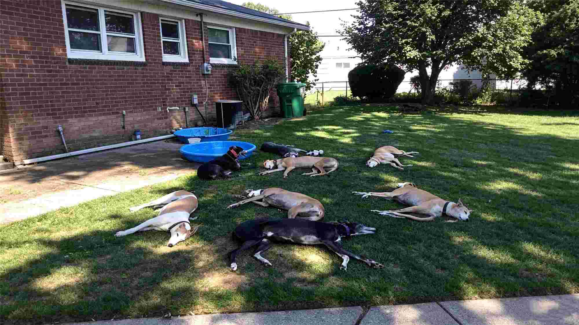 Multiple greyhounds relaxing together in a shaded backyard