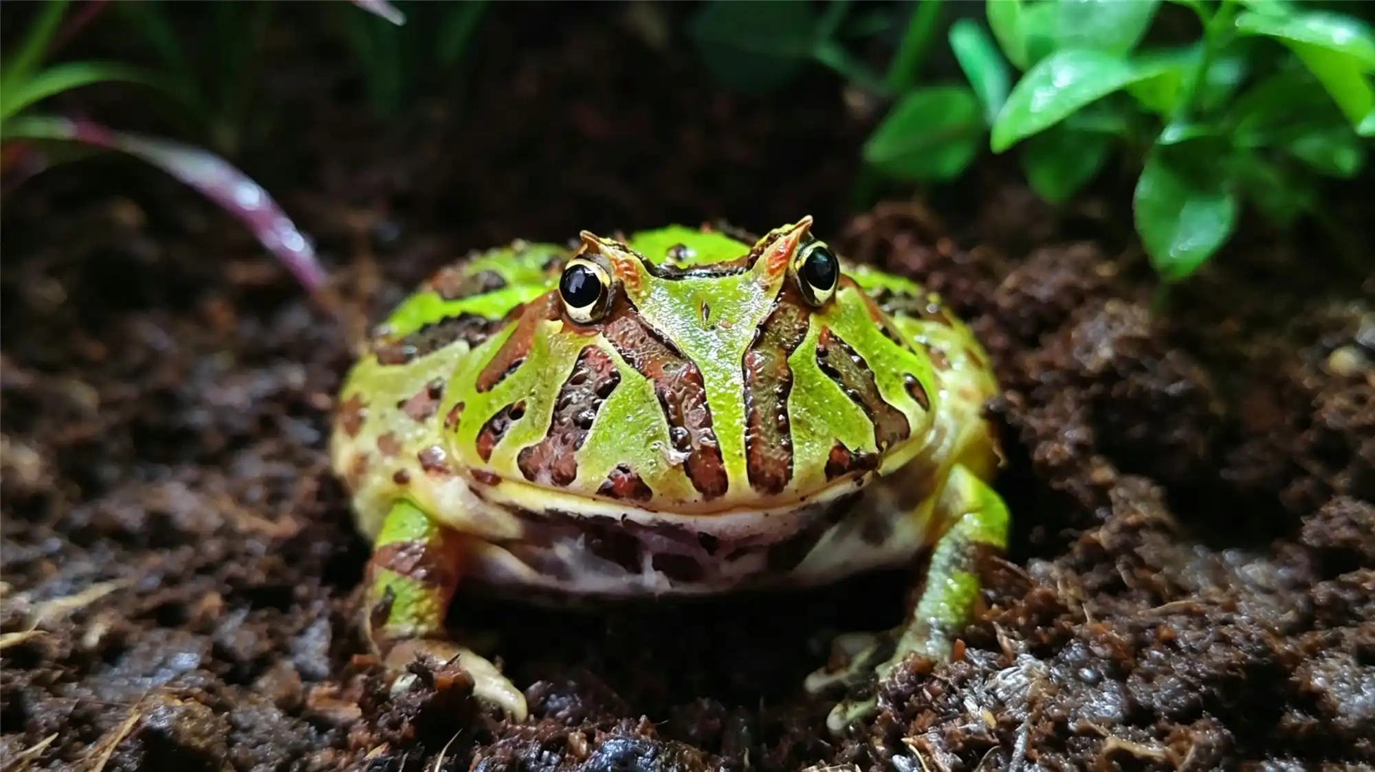 Green pacman frog in natural soil substrate showing ideal beginner habitat setup