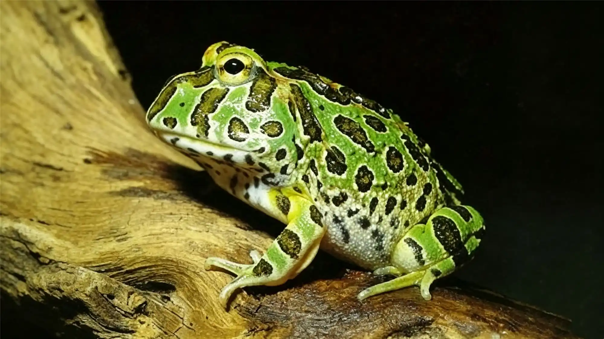 Green pacman frog on wood showing healthy body condition and alert posture