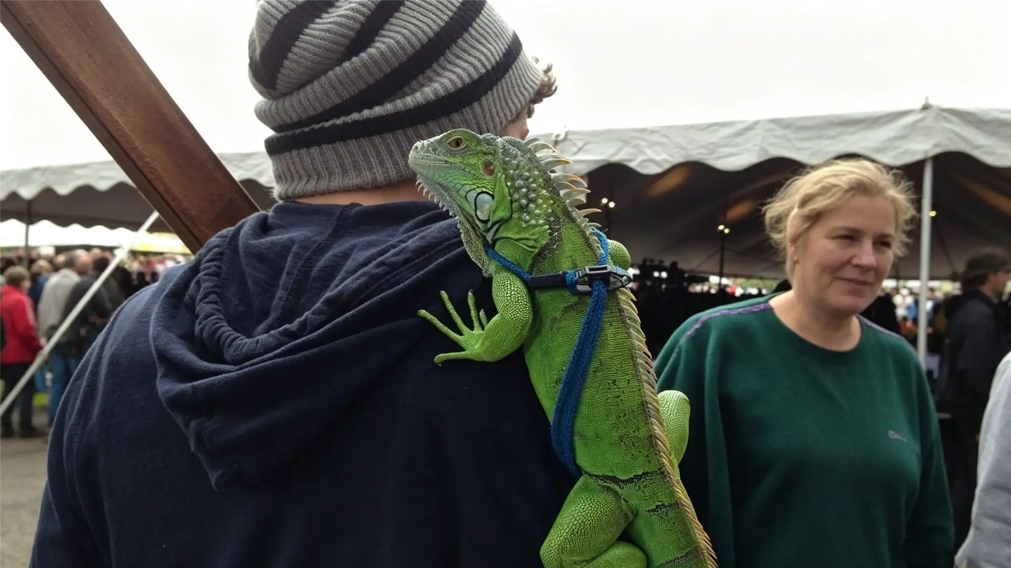 Green iguana wearing a blue harness sitting on owner's shoulder at outdoor market