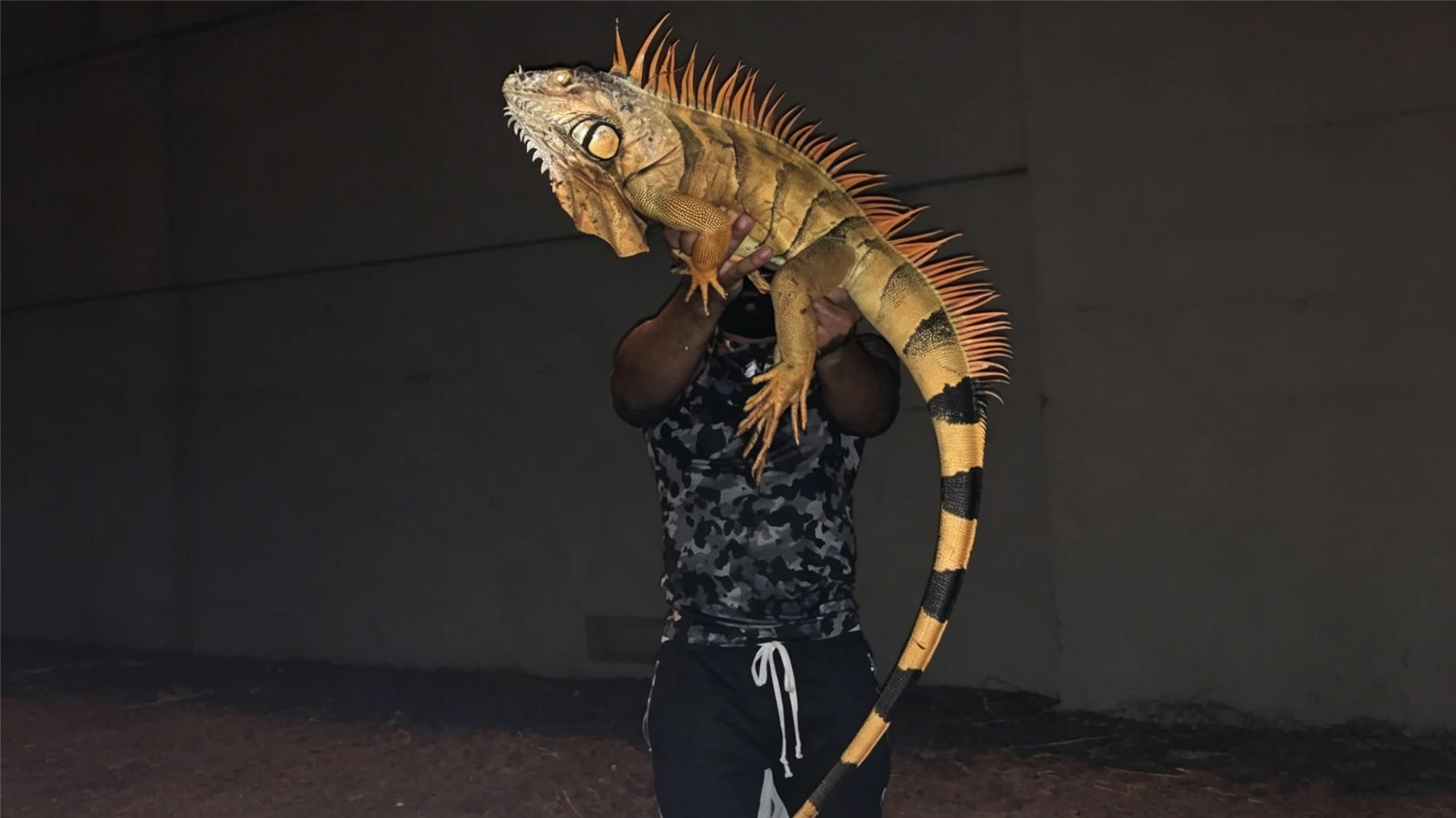 Large adult yellow and orange iguana being held up to show full body length