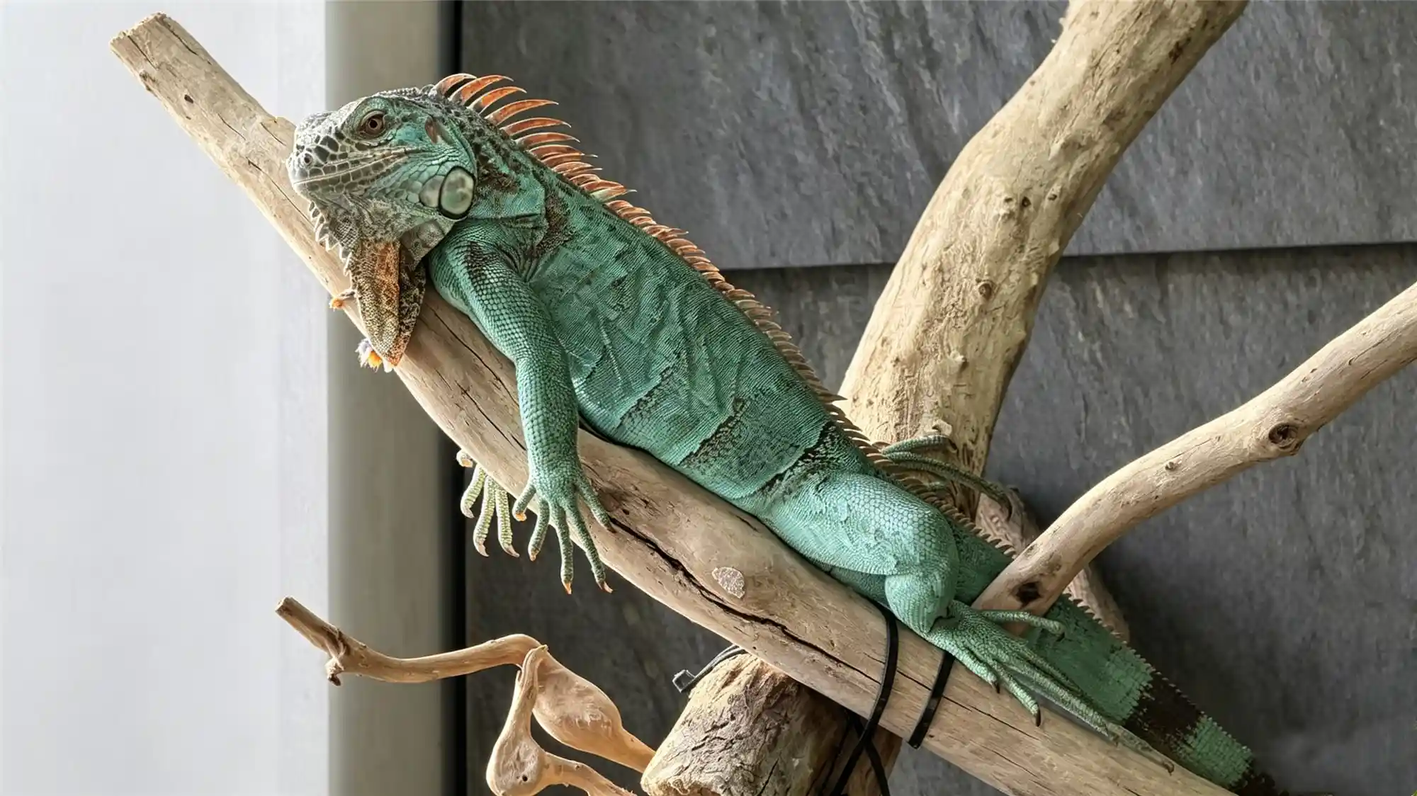 Blue morph green iguana resting on wooden branch in enclosure