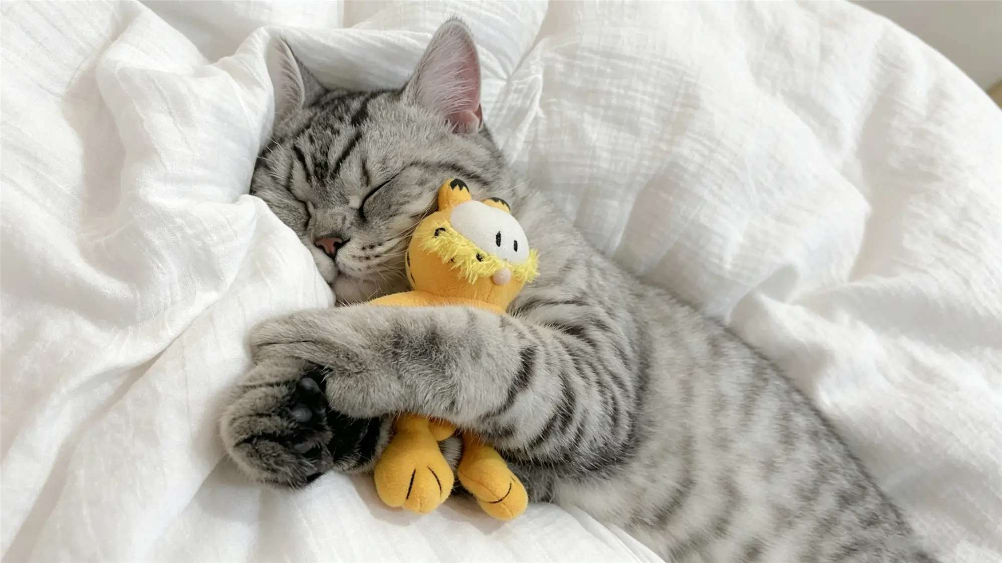 Gray tabby cat sleeping peacefully while hugging a Garfield plush toy on white bedding