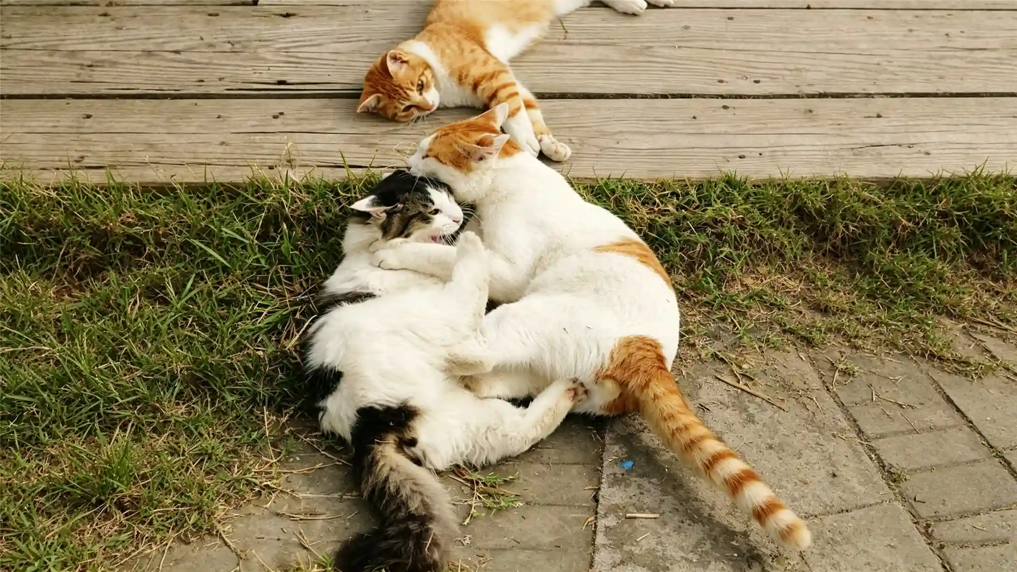 Multiple cats interacting outdoors showing social dynamics