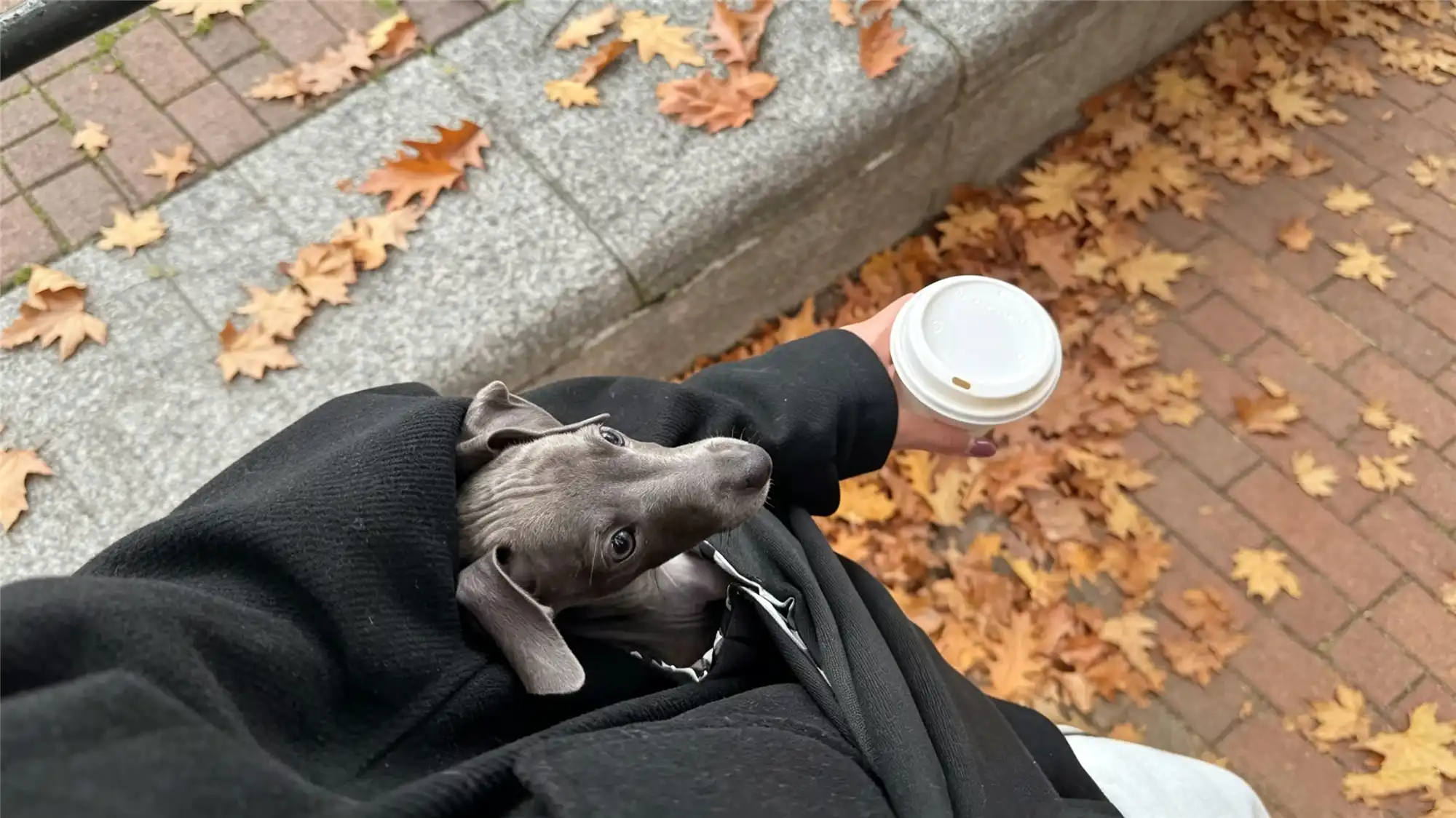 Small greyhound puppy being held lovingly in owner's arms during autumn walk