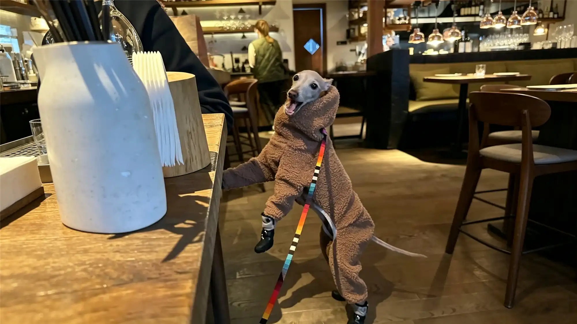 Greyhound wearing a cozy fleece jumpsuit standing at a restaurant counter