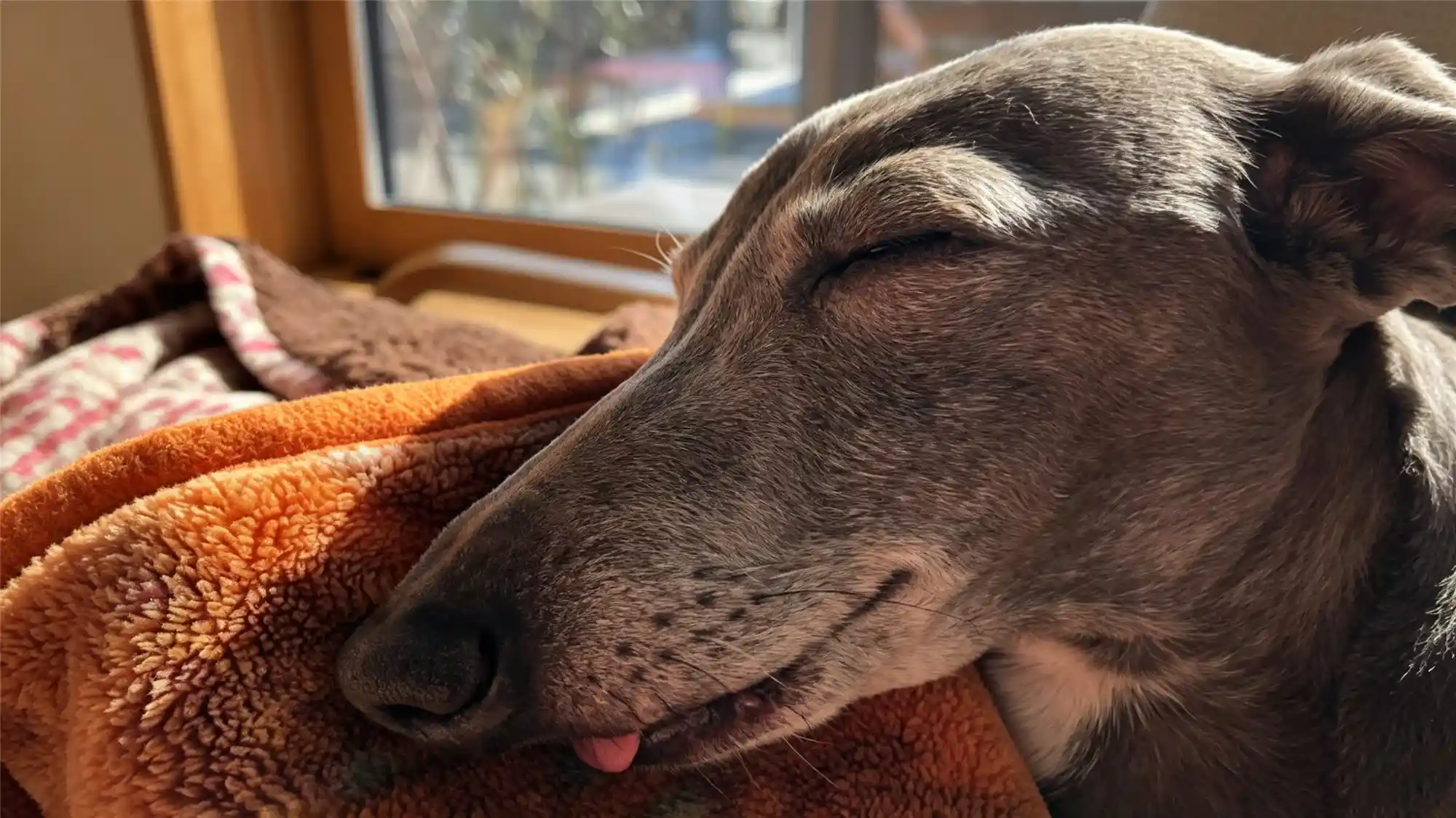 Close-up of a greyhound peacefully sleeping in sunlight with tongue slightly out