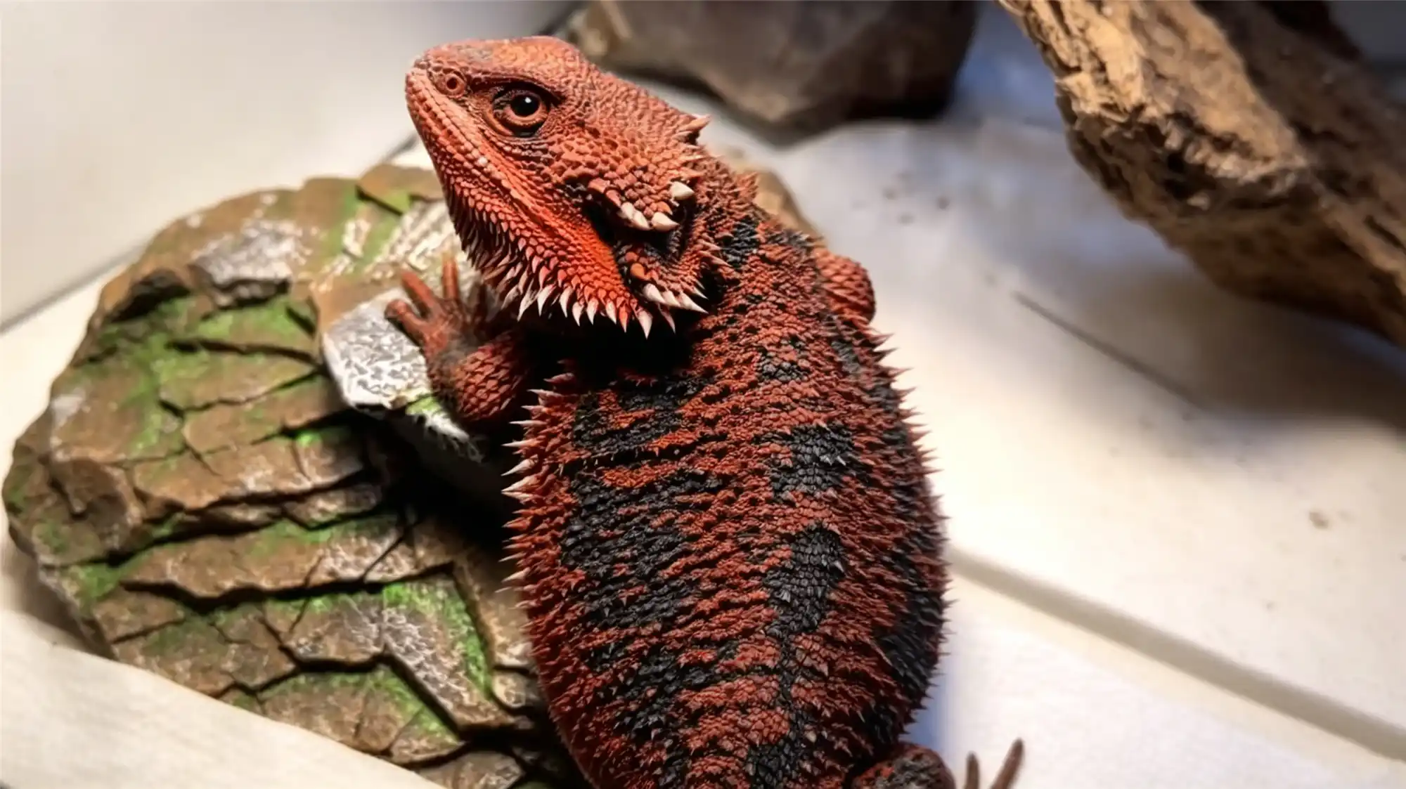 Red bearded dragon climbing on textured rock in terrarium